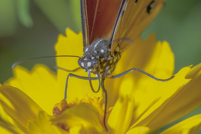 Close-up of insect on yellow flower