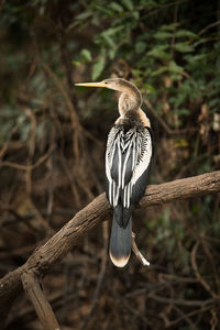 Close-up of bird perching outdoors