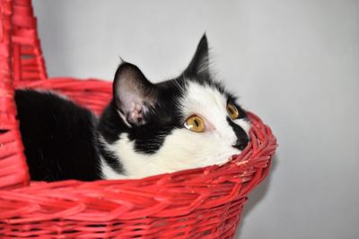 Close-up portrait of a cat