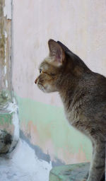 Close-up of a cat looking away