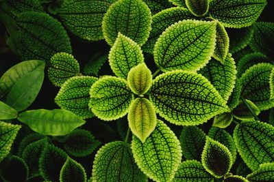 Full frame shot of green leaves