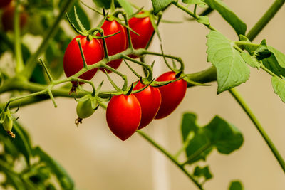 Close-up of red berries growing on plant