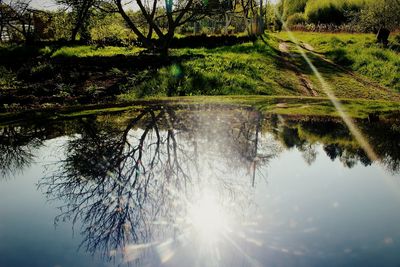 Reflection of trees in pond