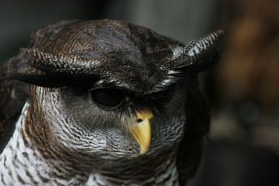 Close-up portrait of owl