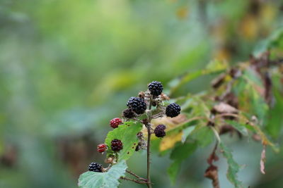 Close-up of berries growing on plant