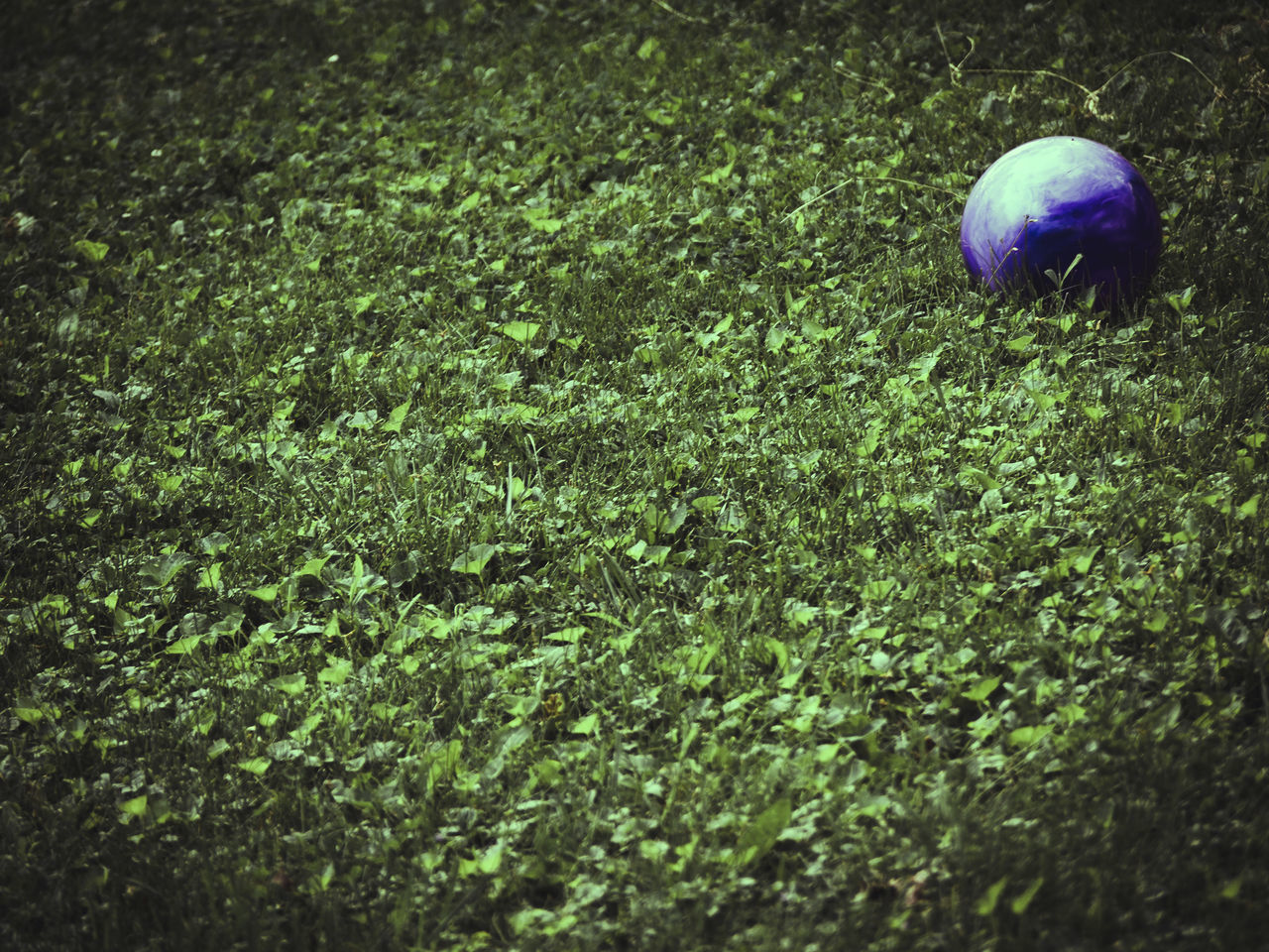 grass, green color, growth, field, plant, nature, high angle view, green, grassy, day, outdoors, full frame, backgrounds, no people, beauty in nature, textured, close-up, tranquility, freshness, blue