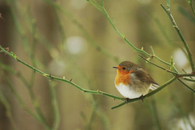 Bird perching on twig