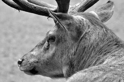 Close-up of deer