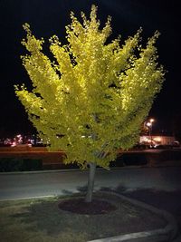 Illuminated street lights at night