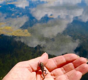 Close-up of a hand holding lizard