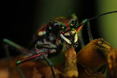 Close-up of insect on leaf