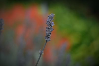 Close-up of plant against blurred background