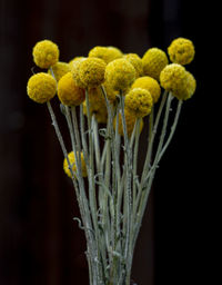 Close-up of yellow flowering plant against black background