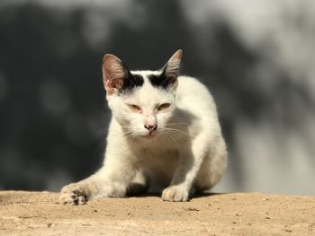 Close-up of a cat looking away