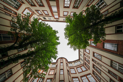 Low angle view of tree and building in city