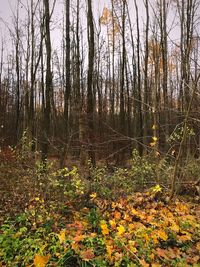 Bare trees in forest