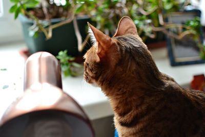 Close-up of cat sitting on hand