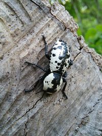 Close-up of insect on a tree