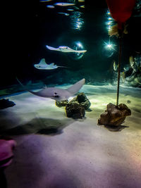 Close-up of fish swimming in aquarium