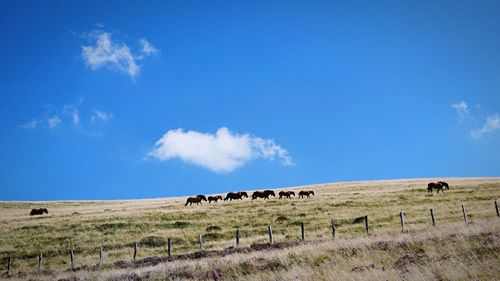 Horses grazing on countryside landscape