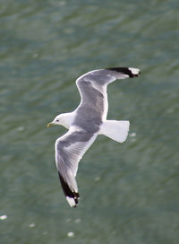 Seagull flying over lake