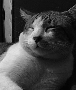 Close-up of cat sleeping at home