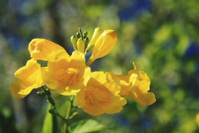 Close-up of yellow flowers blooming outdoors