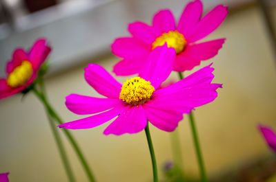 Close-up of pink flower blooming outdoors