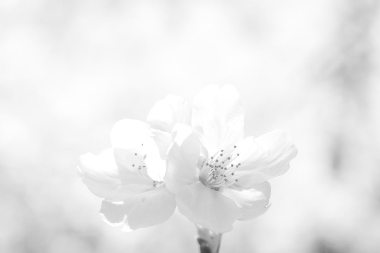 flower, flowering plant, fragility, vulnerability, plant, beauty in nature, petal, freshness, growth, flower head, close-up, inflorescence, pollen, nature, focus on foreground, no people, white color, day, selective focus, botany, springtime, cherry blossom