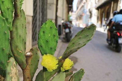 Close-up of succulent plant on street