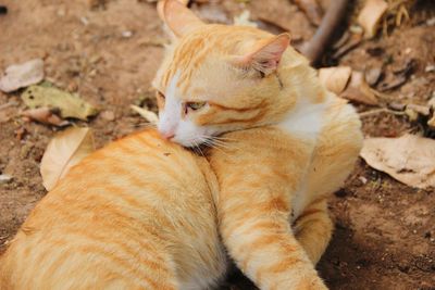 High angle view of cat lying on field