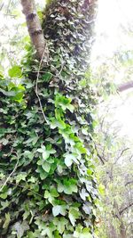Low angle view of ivy growing on tree