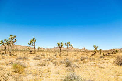Low angle view of trees against clear blue sky