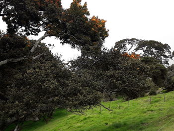 Trees on field against clear sky