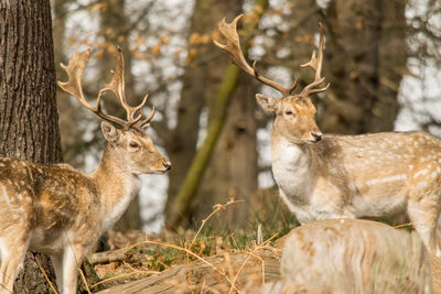 Deer in wild