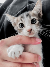 Close-up of hand holding kitten