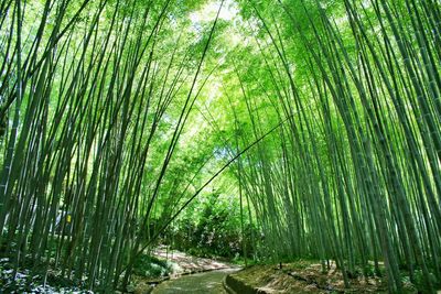 Trees growing in forest