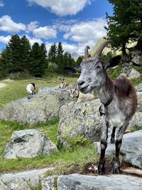 Horse standing on field