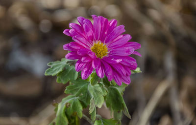 Close-up of pink flowering plant