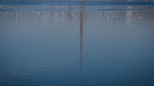 Birds flying over sea