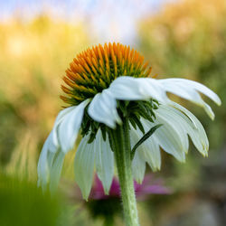 Close-up of white flowering plant