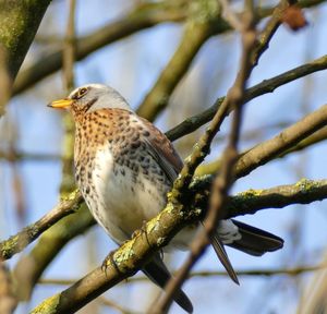 Close-up of bird perching on branch