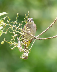 Close-up of bird perching on branch