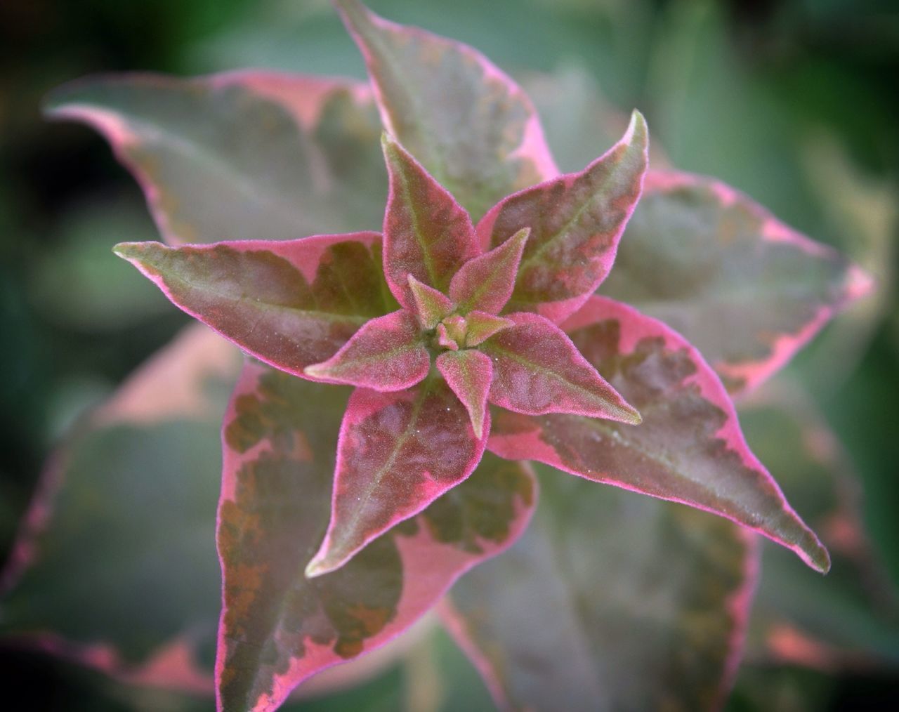 growth, close-up, leaf, flower, focus on foreground, freshness, fragility, beauty in nature, plant, petal, nature, flower head, pink color, single flower, selective focus, outdoors, blooming, day, no people, botany