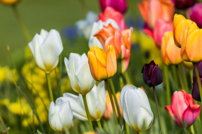 Close-up of yellow tulips on field