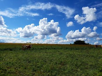 Scenic view of grassy field against sky