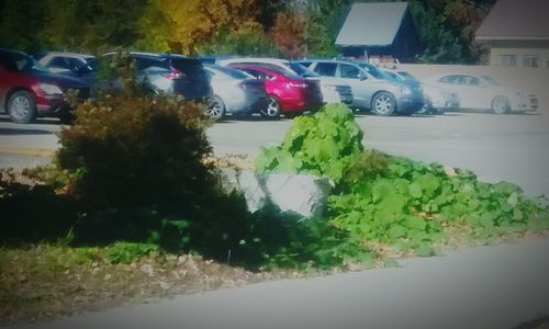 Multi colored trees by car