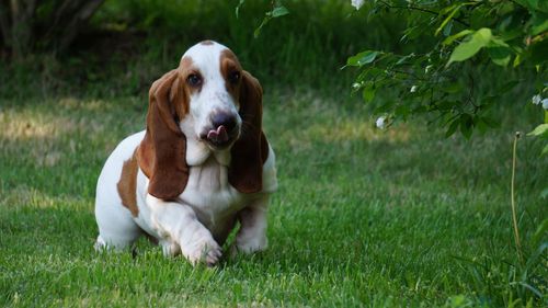 Portrait of dog on grass