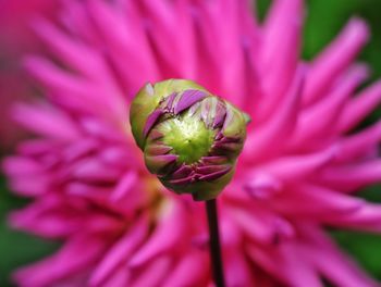 Close-up of pink dahlia