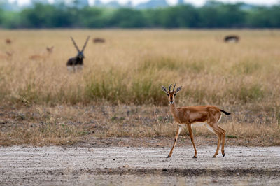 Side view of deer on field